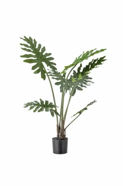 Bloomingville Philodendron Plante