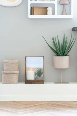 House Nordic Aloe vera