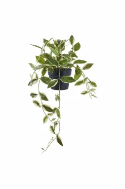 House Nordic Hoya Carnosa