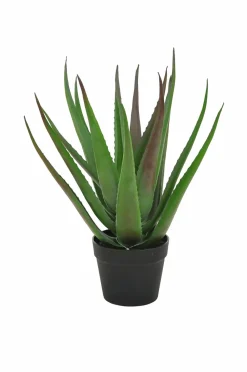 Nordic Furniture Group Aloe Vera plante H 50 cm