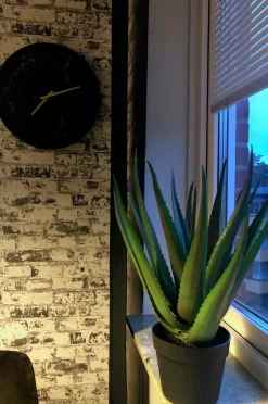 Nordic Furniture Group Aloe Vera plante H 50 cm