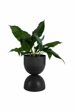 Present Time Plantekrukke Tonar