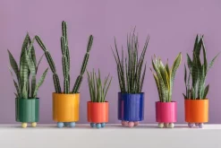 Present Time Plantekrukke Double Funky Small